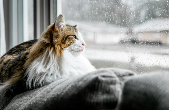 best-things-to-do-at-home-on-a-rainy-day-to-escape-reality