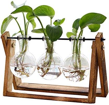 Enhancing Our Space: A Review of the XXXFLOWER Terrarium