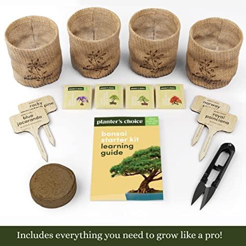 Discover the Art of Bonsai: Our Starter Kit Review