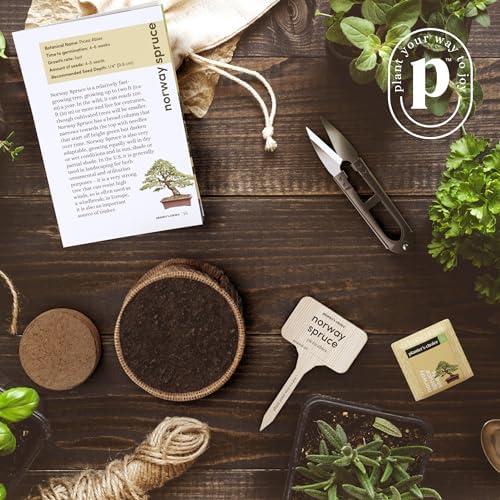 Discover the Art of Bonsai: Our Starter Kit Review